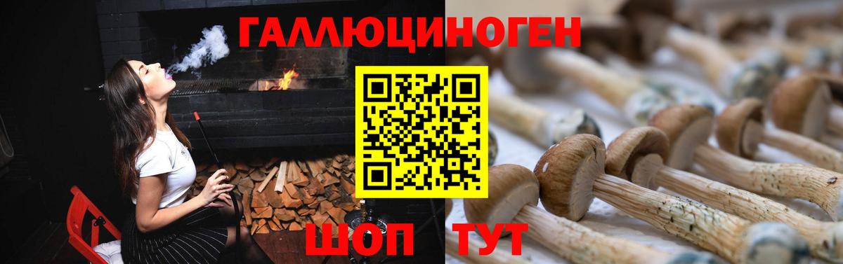 Псилоцибиновые грибы Psilocybine cubensis Волгоград